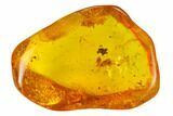 Fossil Mite (Acari) with Spider Webs in Baltic Amber - Rare! #135037-1